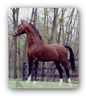 Harmonie - Dutch Harness Stallion At Stud